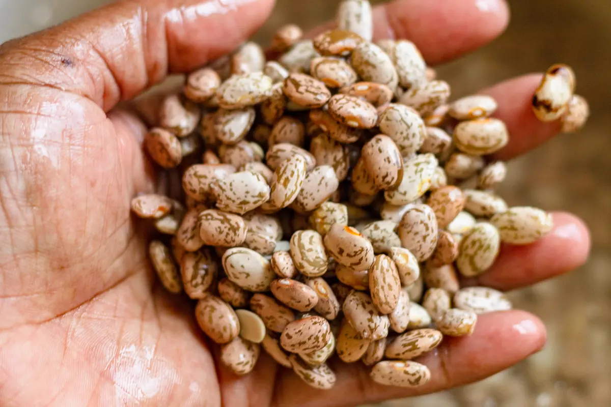 rinsed beans